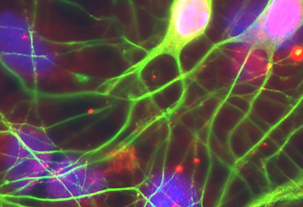 Delaware Neuroscience Symposium 2021