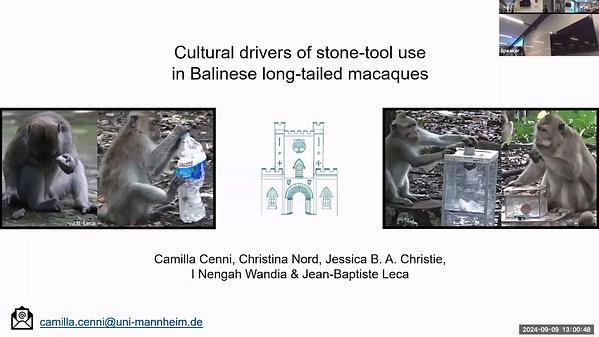 LIVE - Cultural drivers of stone-tool use in Balinese long-tailed macaques
