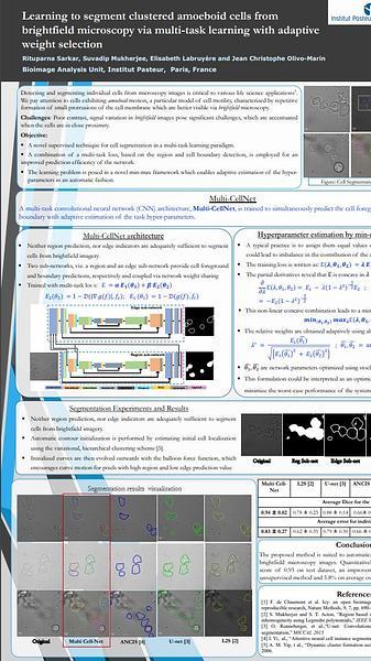 Learning to Segment Clustered Amoeboid Cells from Brightfield Microscopy Via Multi-Task Learning with Adaptive Weight Selection