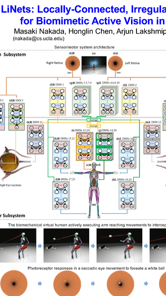 Locally-Connected, Irregular Deep Neural Networks for Biomimetic Active Vision in a Simulated Human