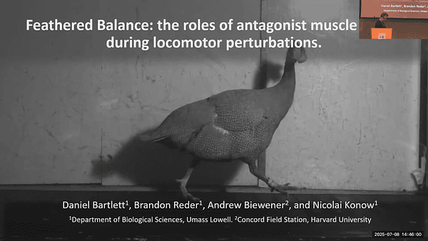 Feathered Balance: the roles of muscle antagonist action during locomotor perturbations.