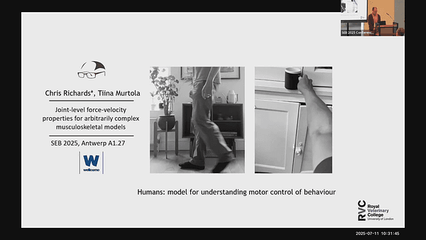 Joint-level force-velocity properties for arbitrarily complex musculoskeletal models