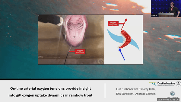 On-line arterial oxygen tensions provide insight into gill oxygen uptake dynamics in rainbow trout