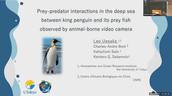Prey-predator interactions in the deep sea between king penguin and its prey fish observed by animal-borne video camera