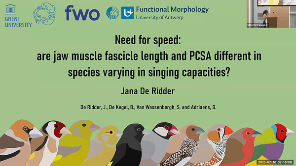 Need for speed: are jaw muscle fascicle length and PCSA different in species varying in singing capacities?
