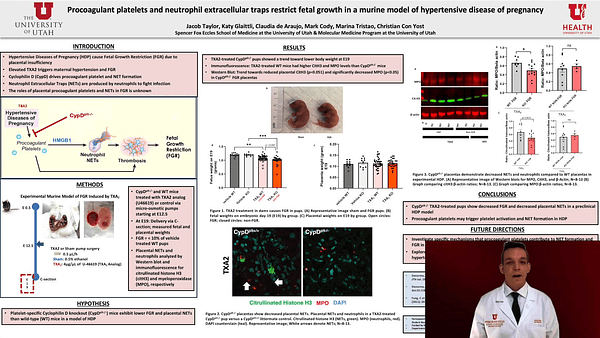 Procoagulant platelets and neutrophil extracellular traps restrict fetal growth in a murine model of hypertensive diseases of pregnancy