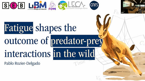 Fatigue shapes the outcome of predator-prey interactions in the wild