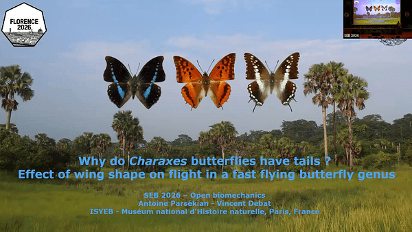 Why do Charaxes butterflies have tails : assessing the effect of wing shape on flight performance in a fast flying butterfly genus