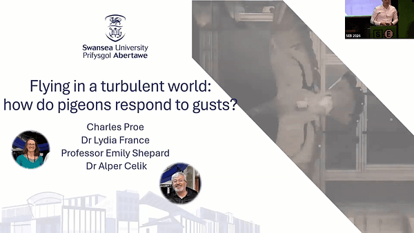 Flying in a turbulent world: how do pigeons respond to gusts?