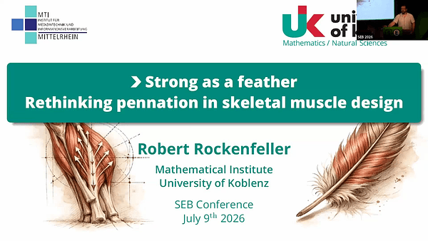 Strong as a Feather: Rethinking Pennation and Fiber Length in Muscle Design