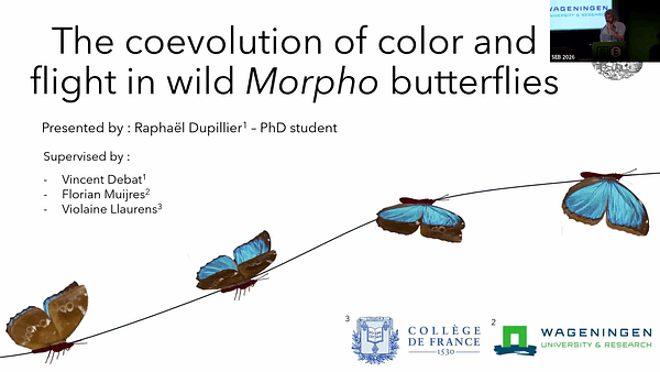 Coevolution of escape flight and blue iridescence in Morpho butterflies