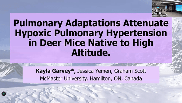 Pulmonary adaptations attenuate hypoxic pulmonary hypertension in deer mice native to high altitude.