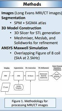  Development of individualized brain model and physical phantom of small animals for experimental verification of transcranial magnetic stimulation