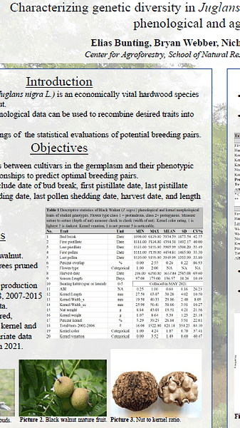 Elias Bunting is currently an undergraduate senior in the College of Agriculture Food and Natural Resources at the University of Missouri. Elias’ research interest lies in determining the drivers of genotypic and phenotypic traits in eastern American black walnut. In his research, he has worked to determine how to leverage these traits for improved walnut breeding programs.