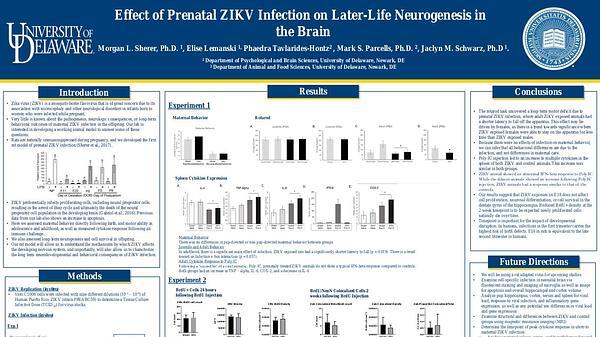 Effect of Prenatal ZIKV Infection on Later-Life Neurogenesis in the Brain