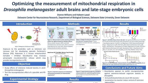 Optimizing the measurement of mitochondrial respiration in Drosophila melanogaster adult brains and late-stage embryonic cells