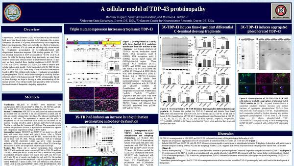 A cellular model of TDP-43 proteinopathy