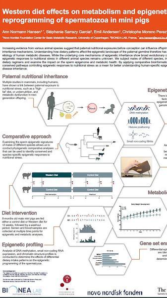 Western diet effects on metabolism and epigenetic reprogramming of spermatozoa in mini pigs