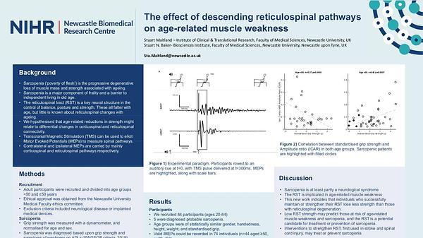 Ipsilateral Motor Evoked Potentials as a measure of the reticulospinal tract in age-related strength changes