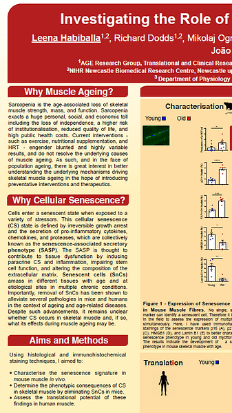 Investigating the Role of Cellular Senescence in Muscle Ageing