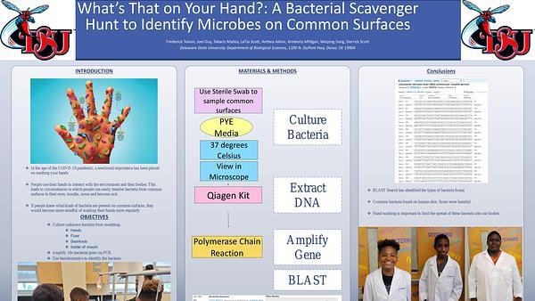 What’s That on Your Hand?: A Bacterial Scavenger Hunt to Identify Microbes on Common Surfaces