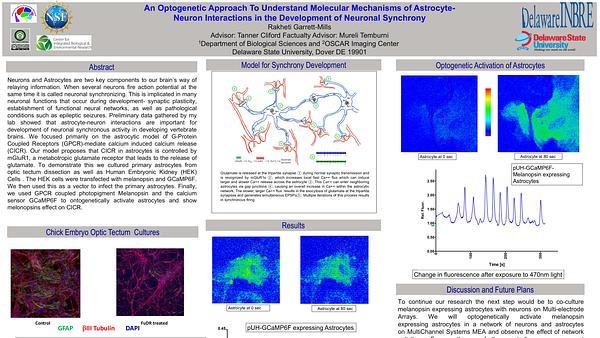 An Optogenetic Approach To Understand Molecular Mechanisms of Astrocyte-​Neuron Interactions in the Development of Neuronal Synchrony