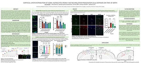 Cortical layer distribution of SOX9+ astrocytes from V-SVZ neural stem/progenitor cells depends on time of birth