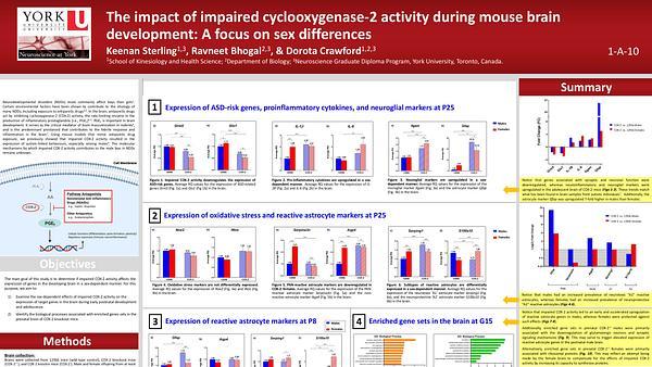 The impact of impaired cyclooxygenase-2 activity during mouse brain development: a focus on sex differences