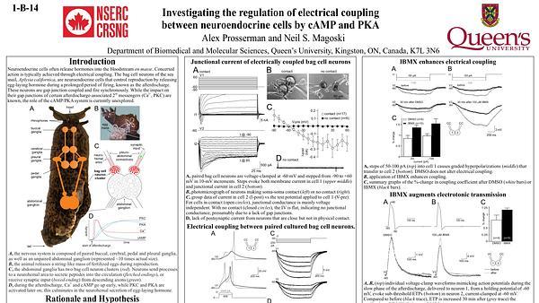 Cyclic AMP influences electrotonic transmission between coupled neuroendocrine cells