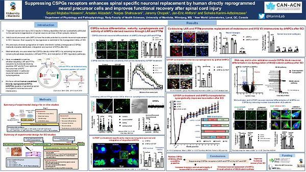 Suppressing CSPGs receptors enhances spinal specific neuronal replacement by human directly reprogrammed neural precursor cells and improves functional recovery after spinal cord injury