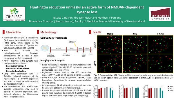 Huntingtin reduction unmasks an active form of NMDAR-dependent synapse loss