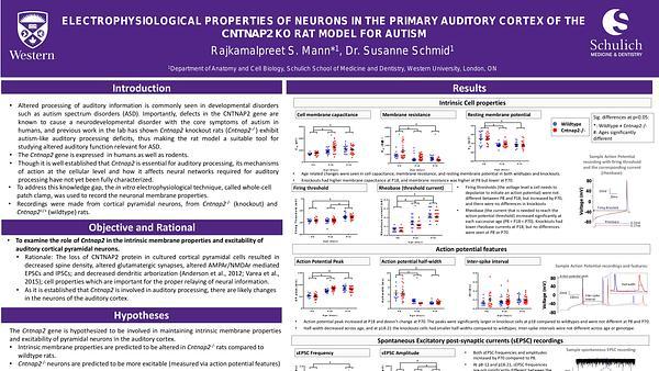 Electrophysiological properties of neurons in the primary auditory cortex of the Cntnap2 KO rat model for autism