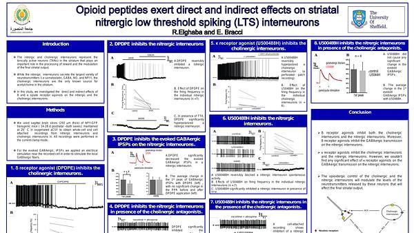 Opioid peptides exert direct and indirect effects on striatal nitrergic low threshold spiking (LTS) interneurons