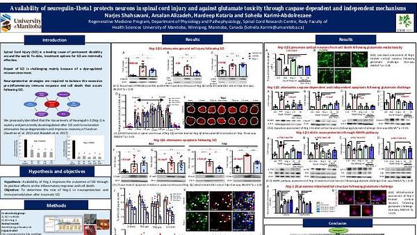 Availability of neuregulin-1beta1 protects neurons in spinal cord injury and against glutamate toxicity through caspase dependent and independent mechanisms