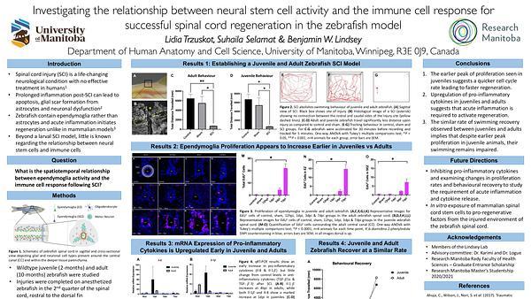 Investigating the role of the immune cell response for successful spinal cord regeneration in the zebrafish model