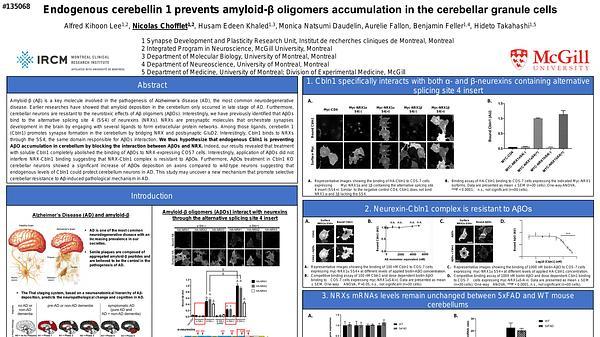 Endogenous cerebellin 1 prevents amyloid-β oligomers accumulation in the cerebellar granule cells