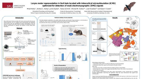 Larynx motor representation in fruit bats located with intracortical microstimulation (ICMS) optimized for detection of weak electromyographic (EMG) signals