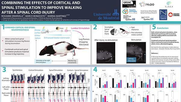 Combining the effects of cortical and spinal stimulation to improve walking after spinal cord injury