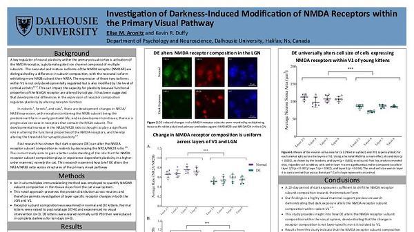 Investigation of darkness-induced modification of NMDA receptors within the primary visual pathway