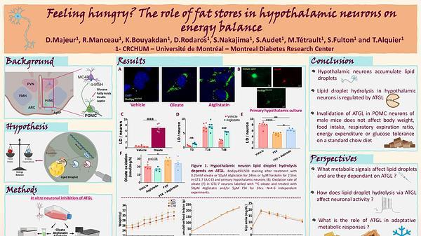 Feeling hungry? The role of fat stores in hypothalamic neurons on energy balance