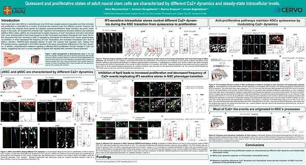 Quiescent and proliferative states of adult neural stem cells are characterized by different Ca2+ dynamics and steady-state intracellular levels