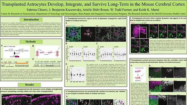 Transplanted astrocytes develop, mature, and survive long-term in the mouse cortex