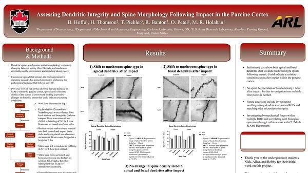 Assessing dendritic integrity and spine morphology following impact in the porcine cortex