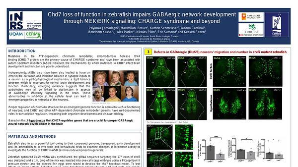 Chd7 loss of function in zebrafish impairs GABAergic network development through MEK/ERK signalling: CHARGE syndrome and beyond