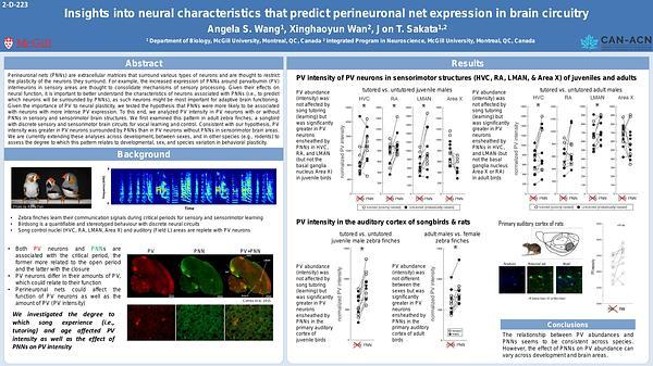 Insights into neural characteristics that predict perineuronal net expression in brain circuitry