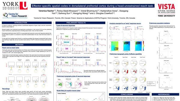 Effector-specific spatial codes in dorsolateral prefrontal cortex during a head-unrestrained reach task