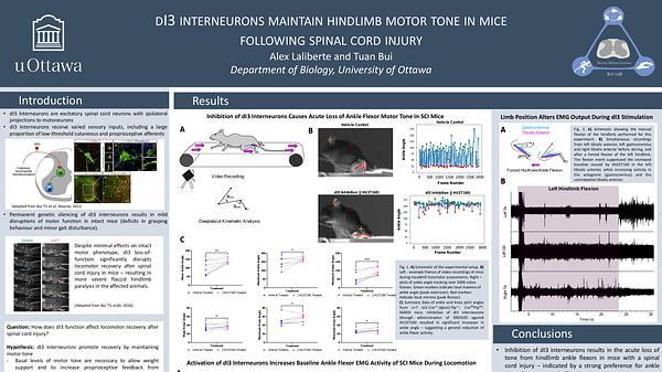 dI3 interneurons maintain hindlimb motor tone in mice following spinal cord injury