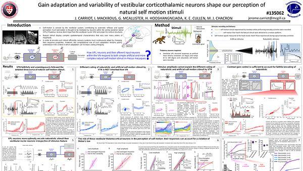 Gain adaptation and variability of vestibular corticothalamic neurons shape our perception of natural self motion stimuli