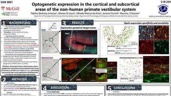 Optogenetic expression in the cortical and subcortical areas of the non-human primate vestibular system