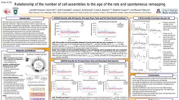 Hippocampal CA1 network supports more cell assemblies in young and non-remapping rats